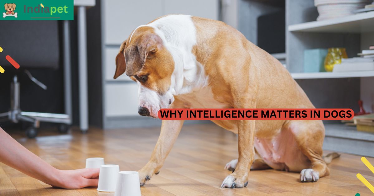 Why Intelligence Matters in Dog