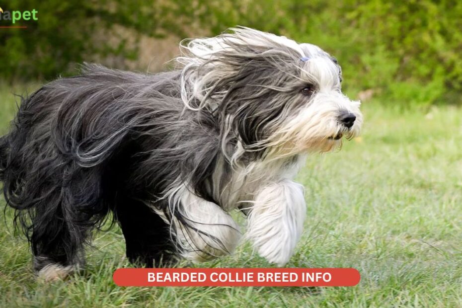 bearded collie breed
