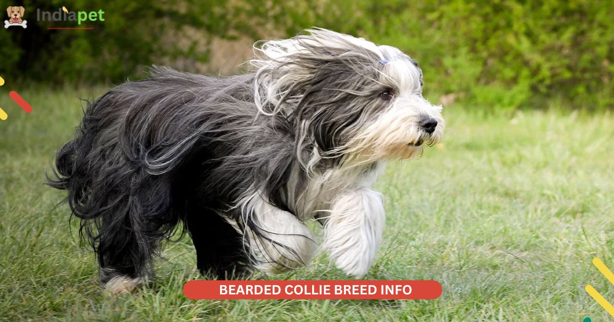 bearded collie breed