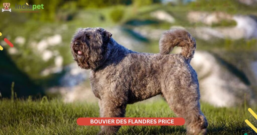 bouvier des flandres price 2024