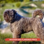 bouvier des flandres price 2024