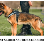 10 Best Search and Rescue Dog Breeds