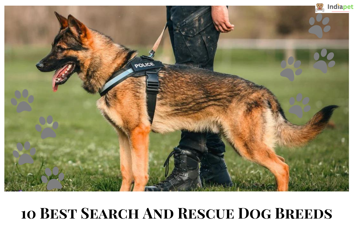 10 Best Search and Rescue Dog Breeds - India Pet