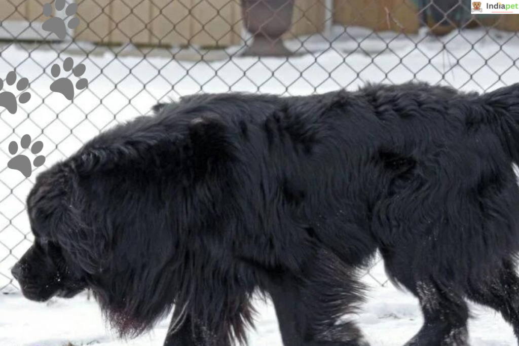 10 Black Dog Breeds In The World