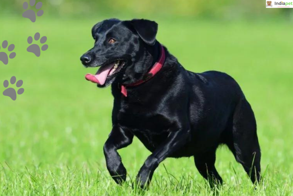 10 Black Dog Breeds In The World