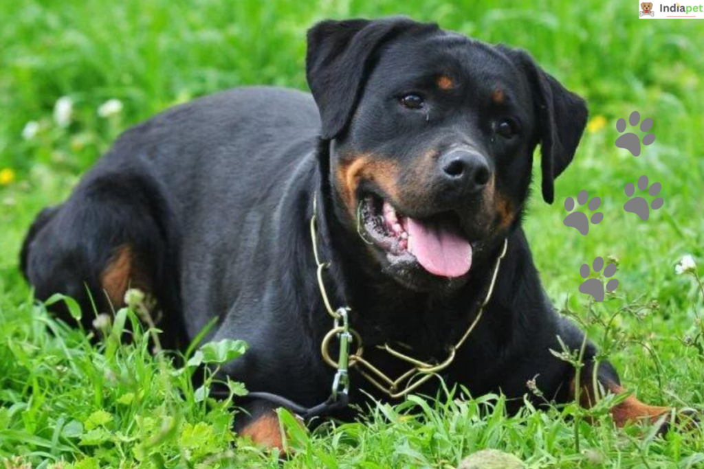 10 Black Dog Breeds In The World