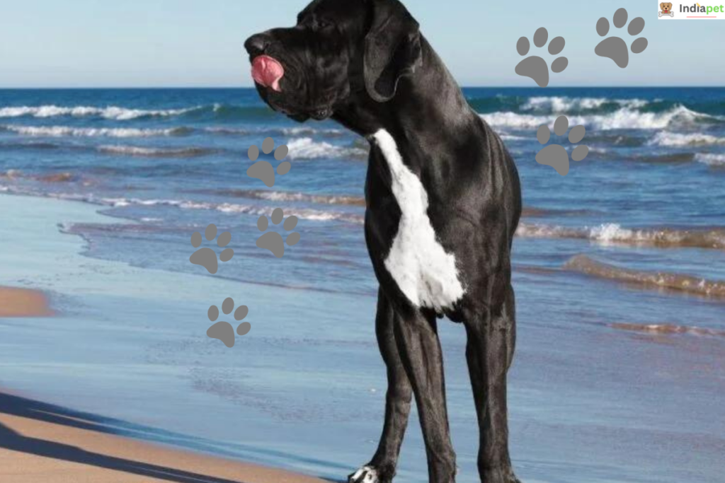 10 Black Dog Breeds In The World