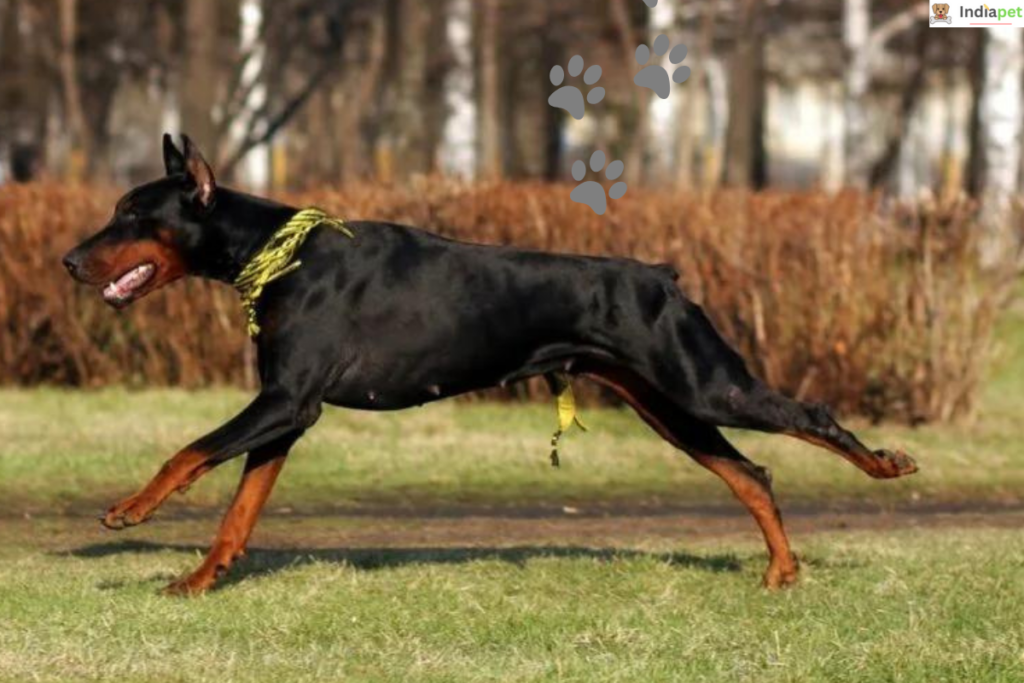 10 Black Dog Breeds In The World