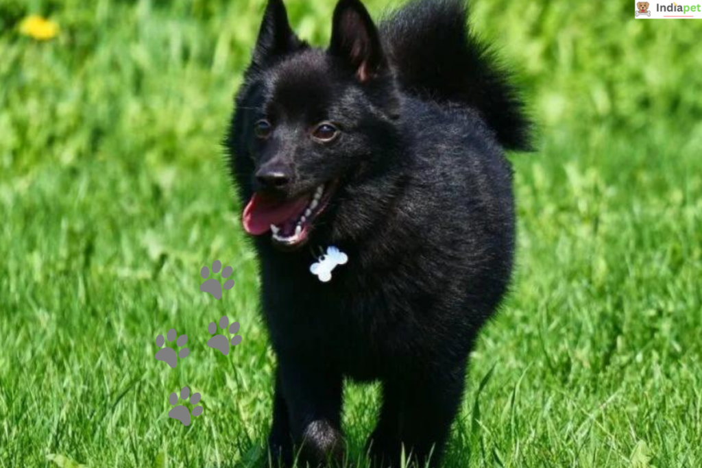 10 Black Dog Breeds In The World