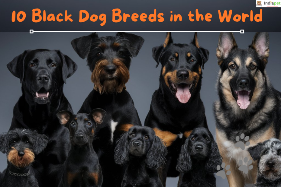 10 Black Dog Breeds In The World[Updated 2025]