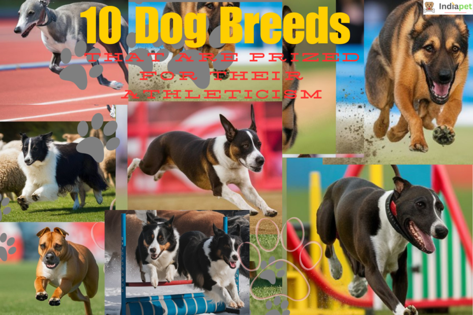 10 Dog Breeds That Are Prized For Their Athleticism