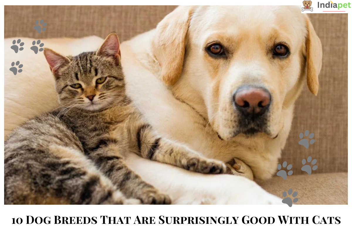 10 Dog Breeds That Are Surprisingly Good With Cats