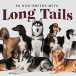 10 Dog Breeds With Long Tails