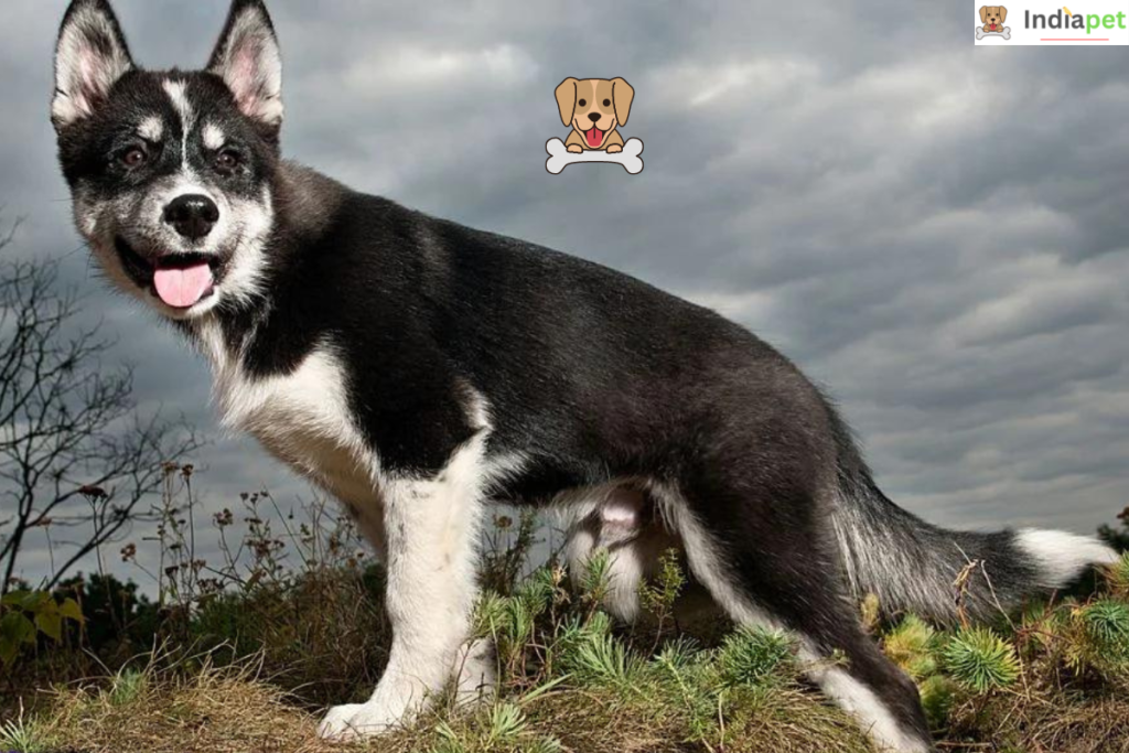 Siberian Husky