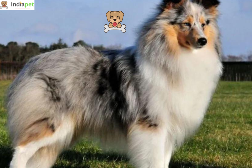 Shetland Sheepdog