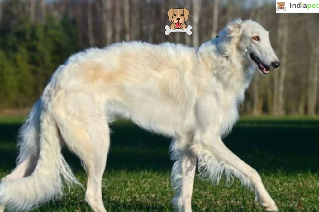 Borzoi