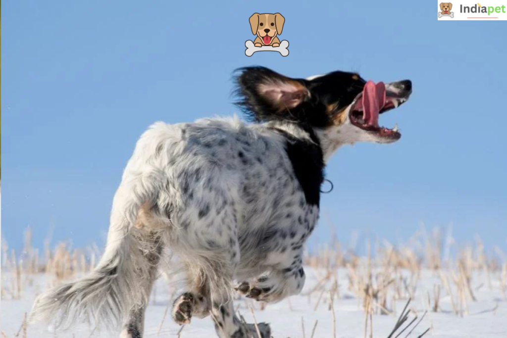 English Setter