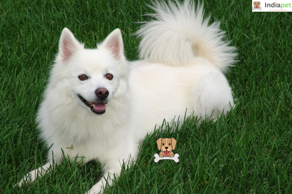 Samoyed