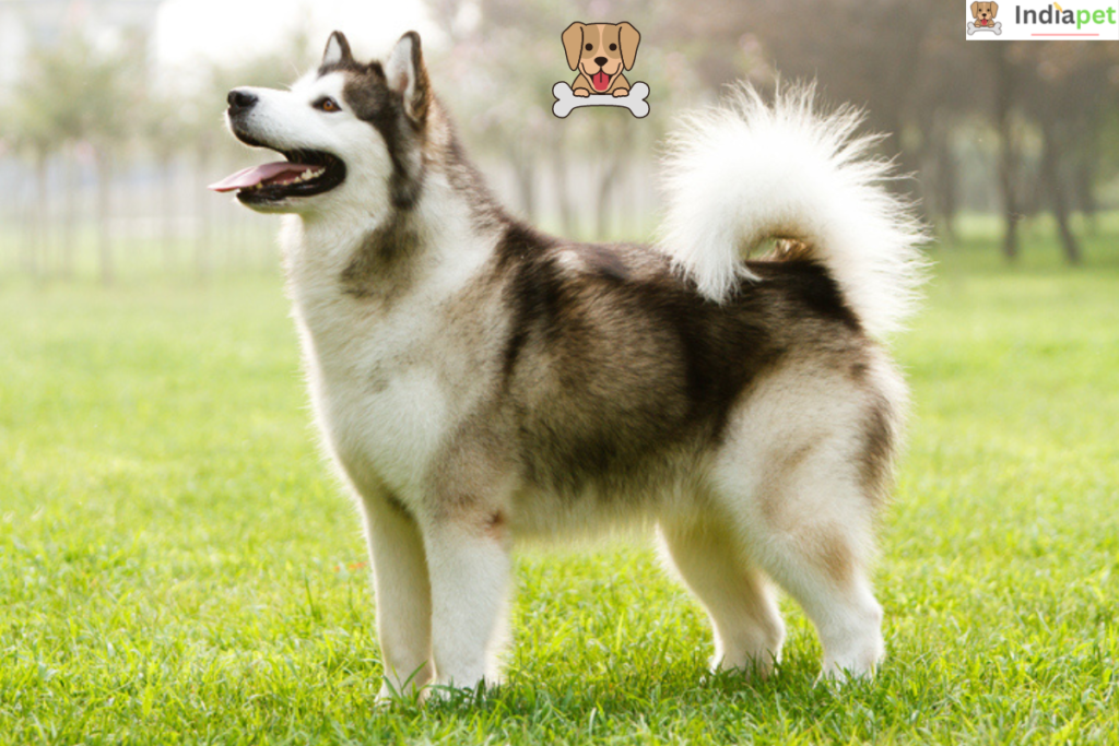 Alaskan Malamute