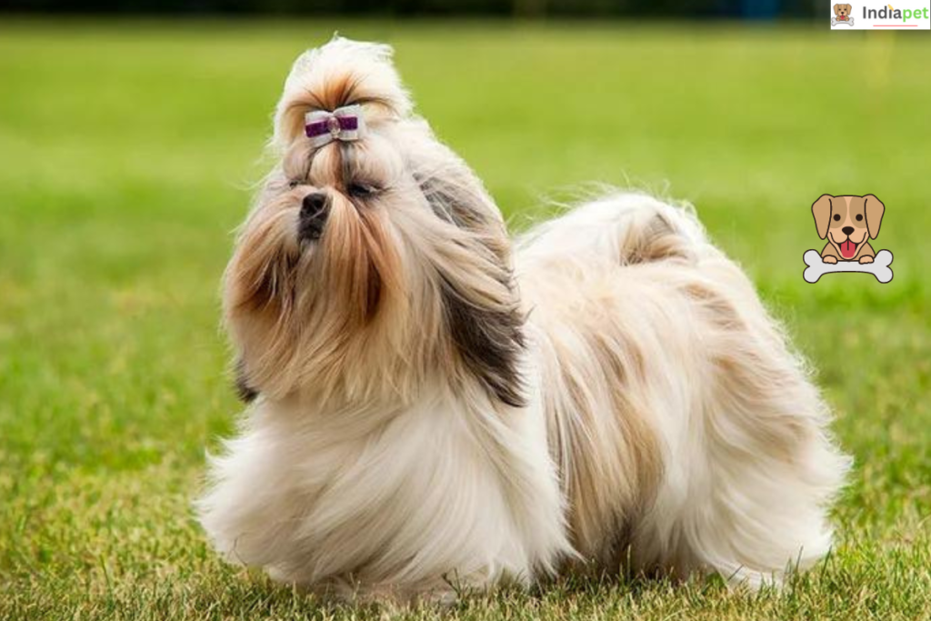 10 Low-Maintenance Dog Breeds In The World [UPDATED 2025]