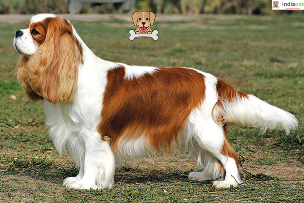 10 Low-Maintenance Dog Breeds In The World [UPDATED 2025]