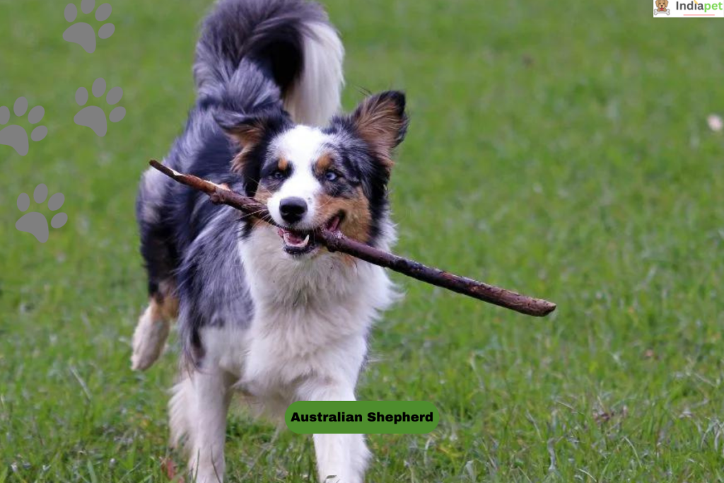 10 Most Active Dog Breeds In The World