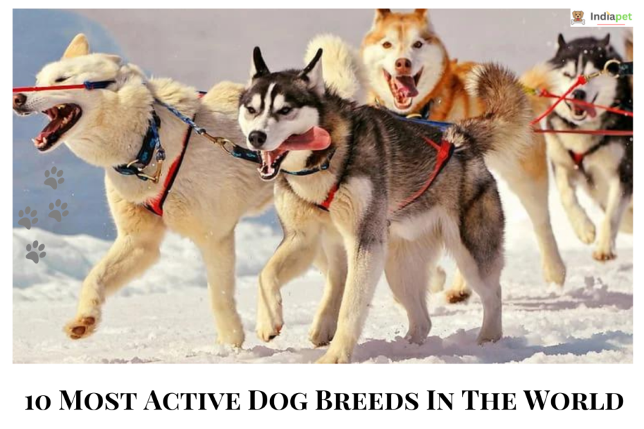 10 Most Active Dog Breeds In The World