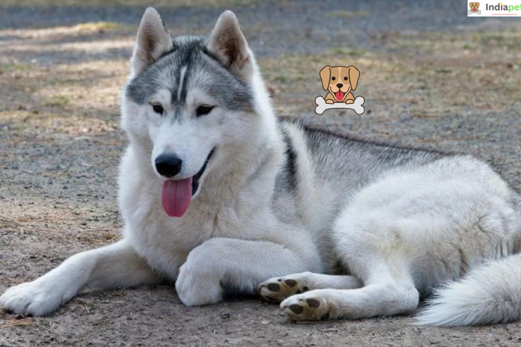 10 Most Photogenic Dog Breeds [UPDATED 2025]