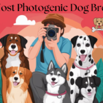 10 Most Photogenic Dog Breeds [UPDATED 2025]