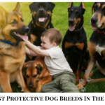 10 Most Protective Dog Breeds in the World