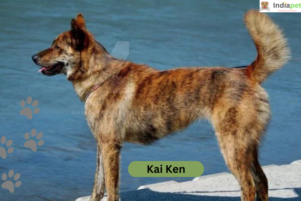 10 Remarkable Japanese Dog Breeds