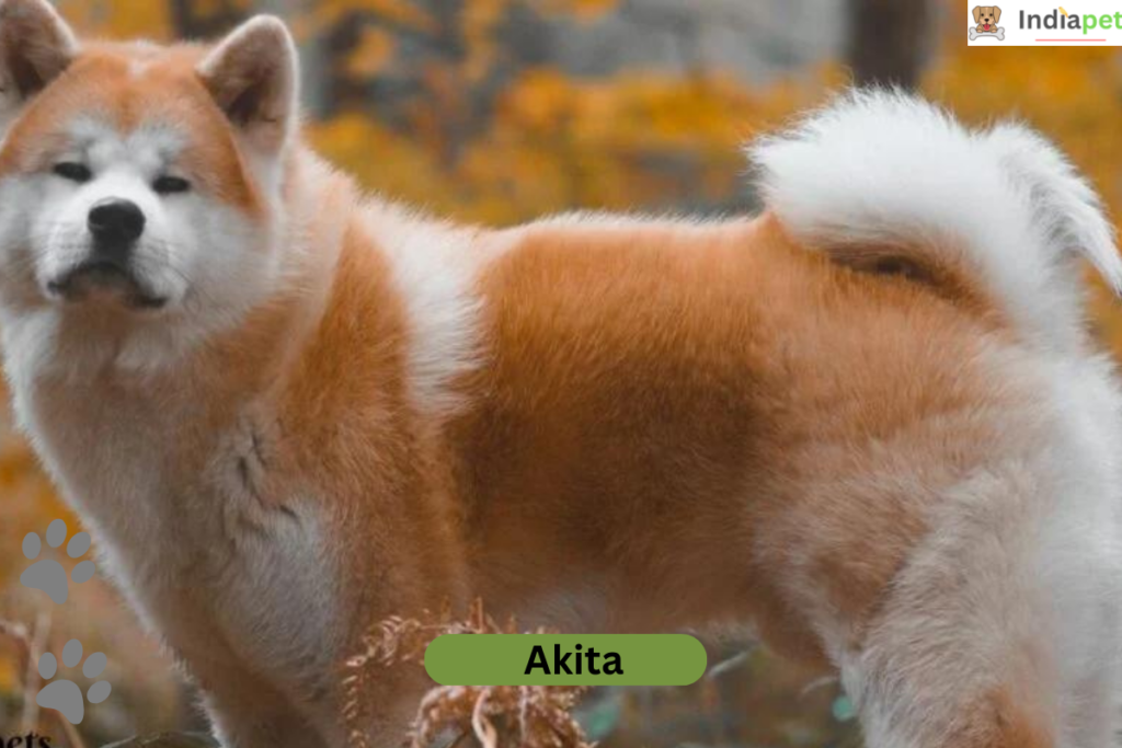 10 Remarkable Japanese Dog Breeds