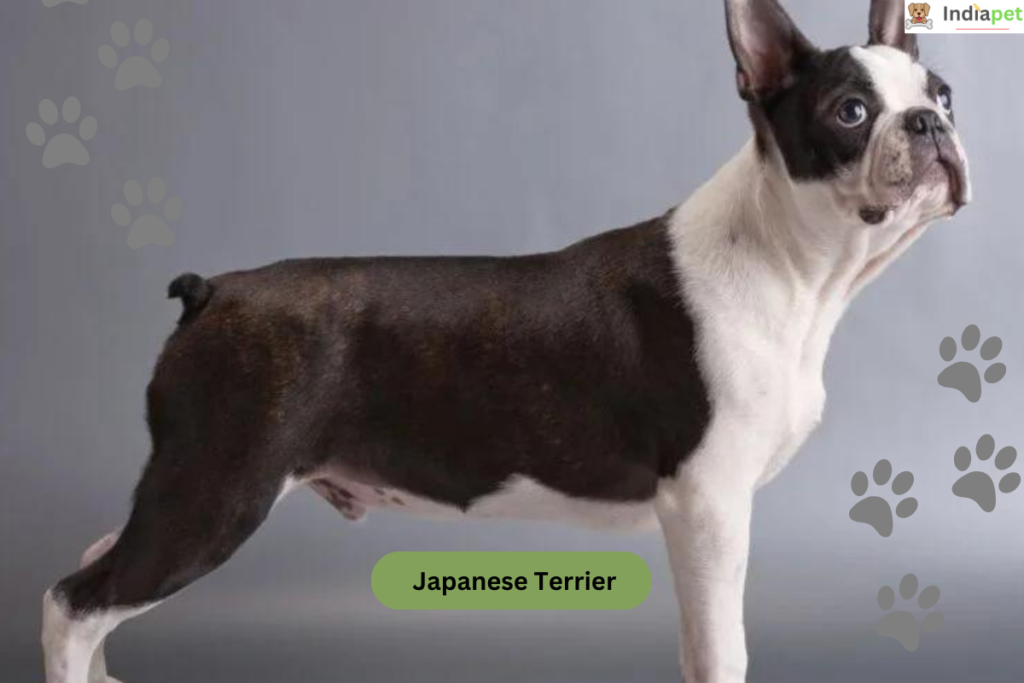 10 Remarkable Japanese Dog Breeds