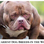 10 Scariest Dog Breeds in the World