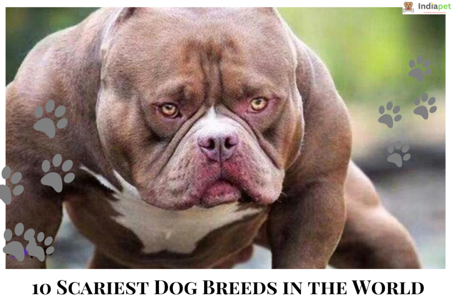 10 Scariest Dog Breeds in the World
