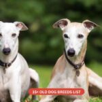 Old dog breeds list