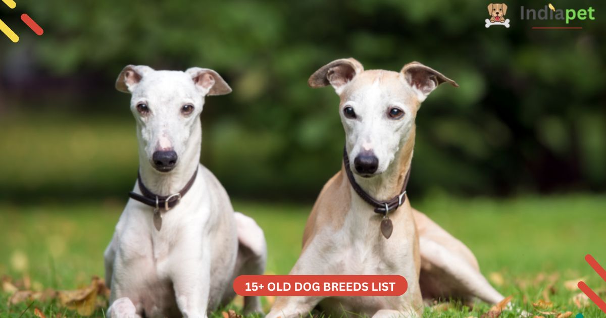 Old dog breeds list