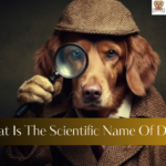 What Is The Scientific Name Of Dog?