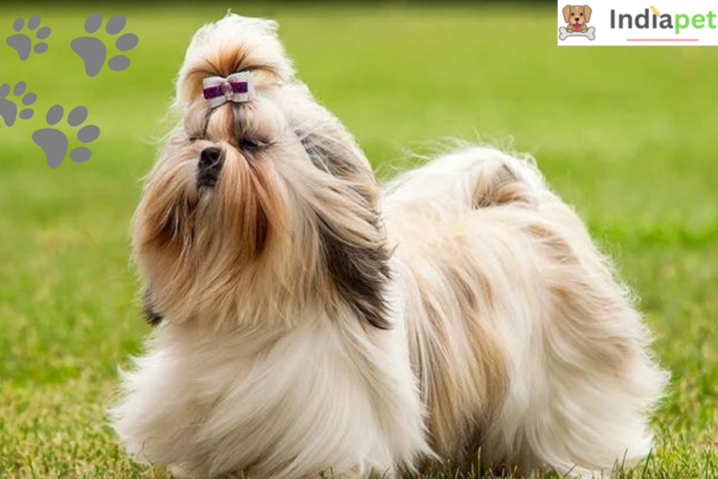 10Long Hair Dog Breeds In The World[update 2024]