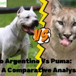 Dogo Argentino Vs Puma