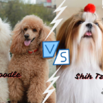 Poodle vs. Shih Tzu: The Ultimate Comparison