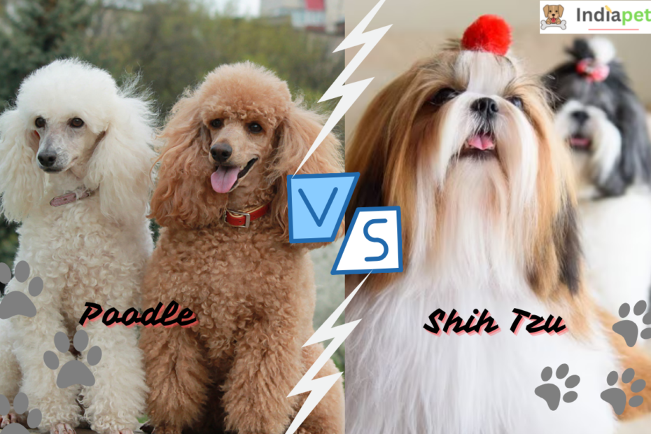 Poodle vs. Shih Tzu: The Ultimate Comparison