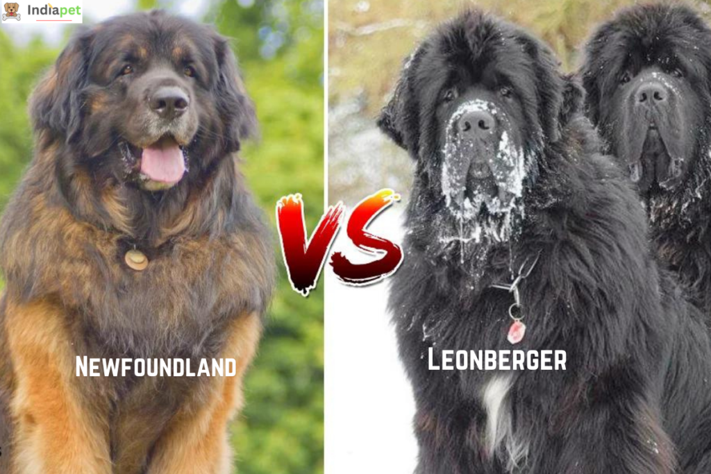 Newfoundland vs. Leonberger: A Comprehensive Comparison