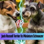 Jack Russell Terrier Vs Miniature Schnauzer