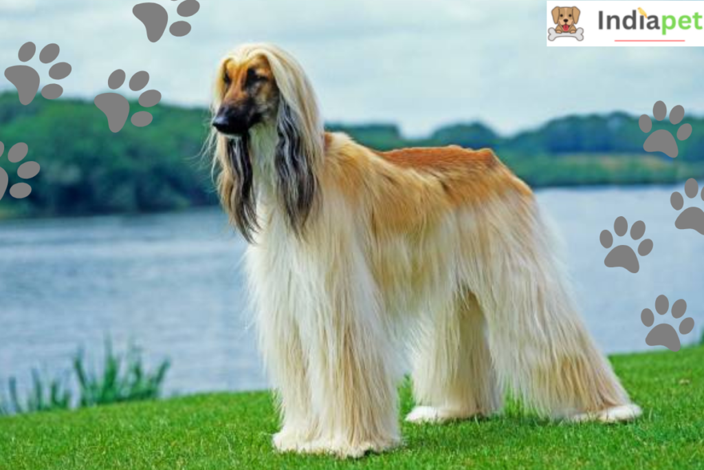 10Long Hair Dog Breeds In The World[update 2024]