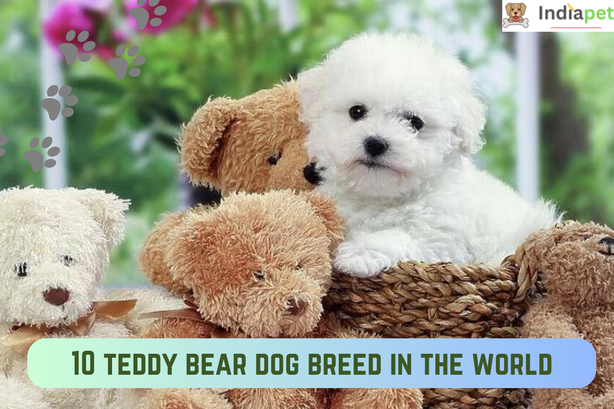 10 teddy bear dog breed in the world