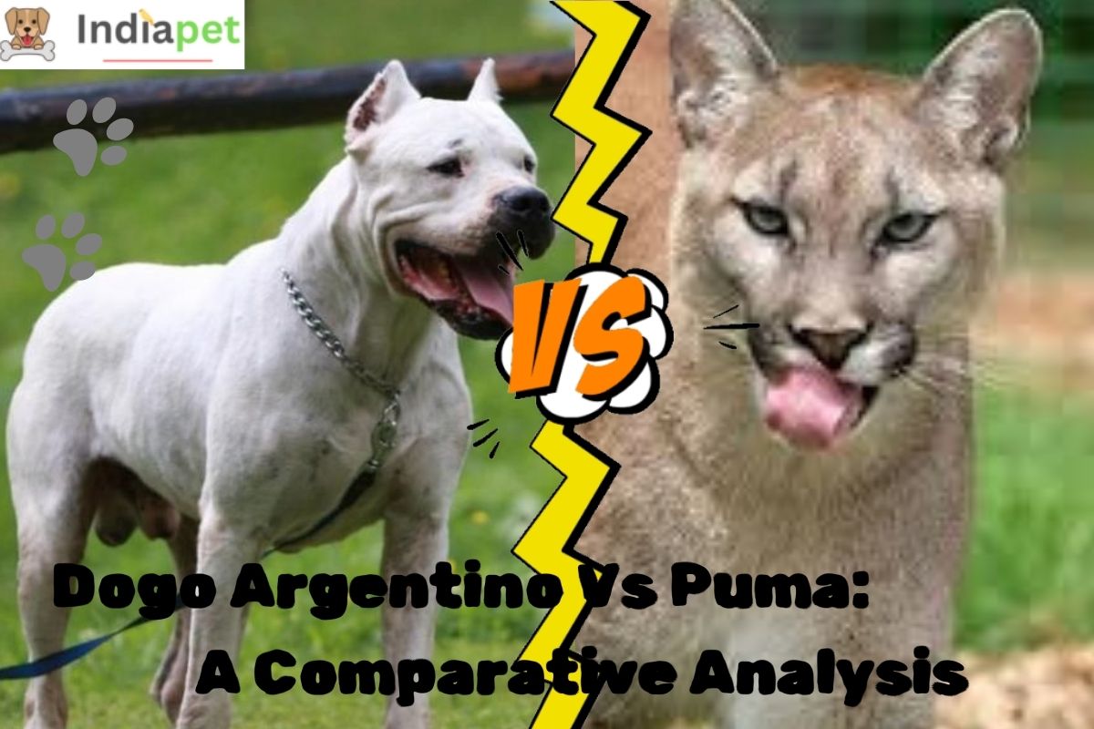 Dogo Argentino Vs Puma