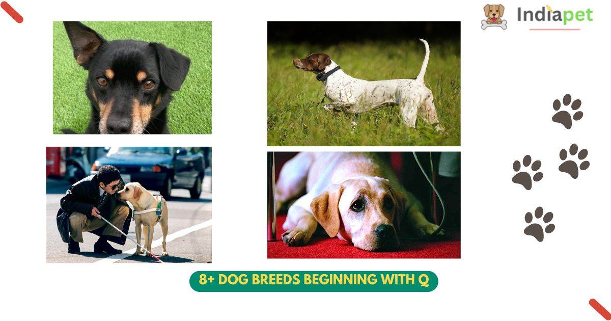 Dog Breeds beginning with Q