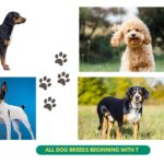 All Dog Breeds beginning with T