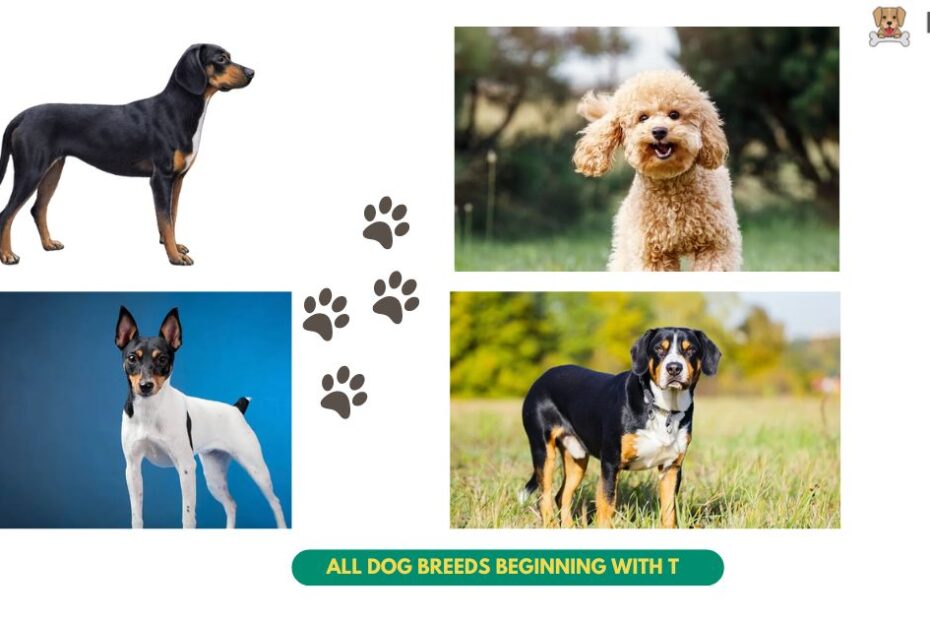 All Dog Breeds beginning with T